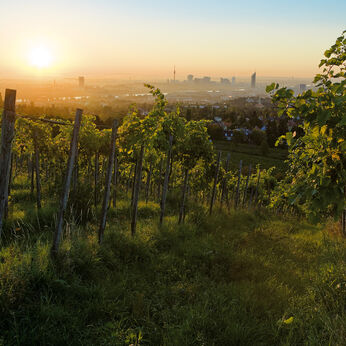 Vienna: the wine-growing capital of the world