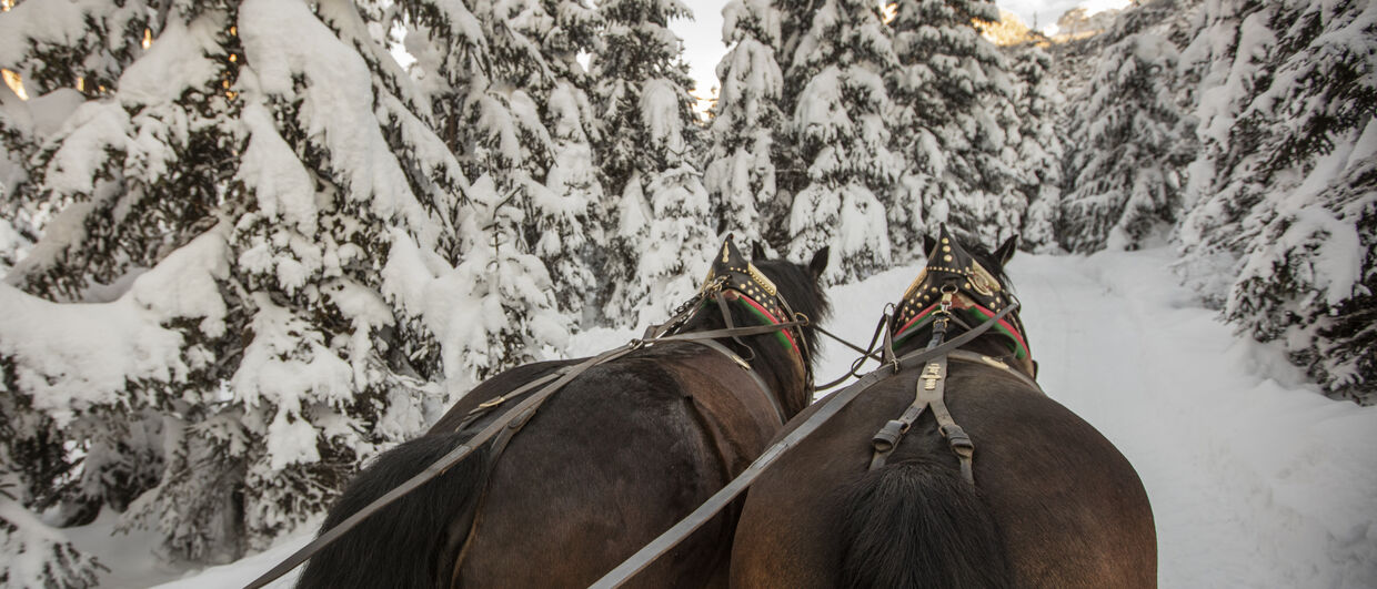 Horse-drawn carriage ride in a snow-covered forrest