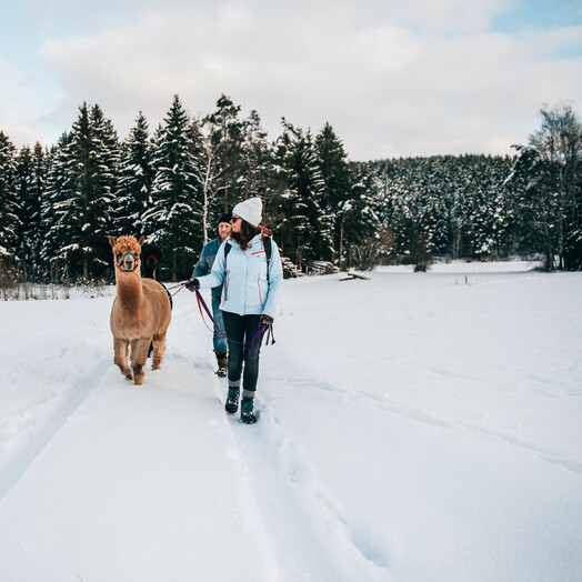 Alpakawanderung Waldviertel 