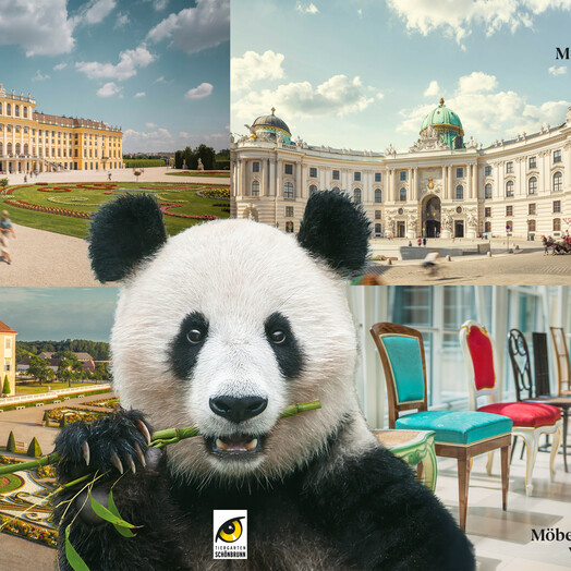 Schönbrunn_2025-SKB_Tiergarten-Sujet