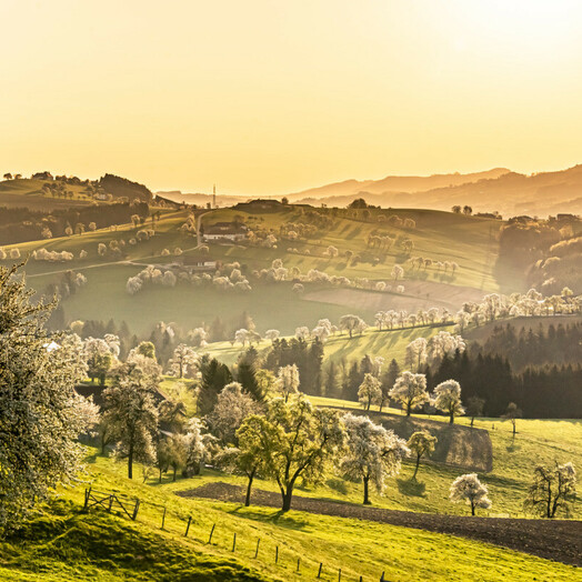 Mostviertel_RH_Birnbaumbluete