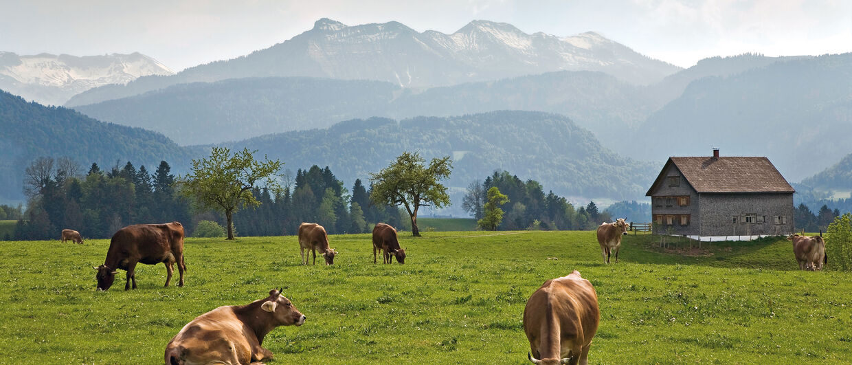 Vacas en el Bregenzerwald