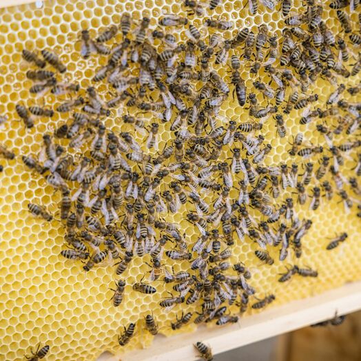 Bienenwabe: Grundlage für Spezialiäten der Wildblume Bio-Imkerei