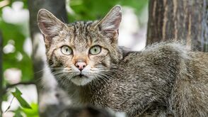 Wildkatze im Nationalpark Thayatal